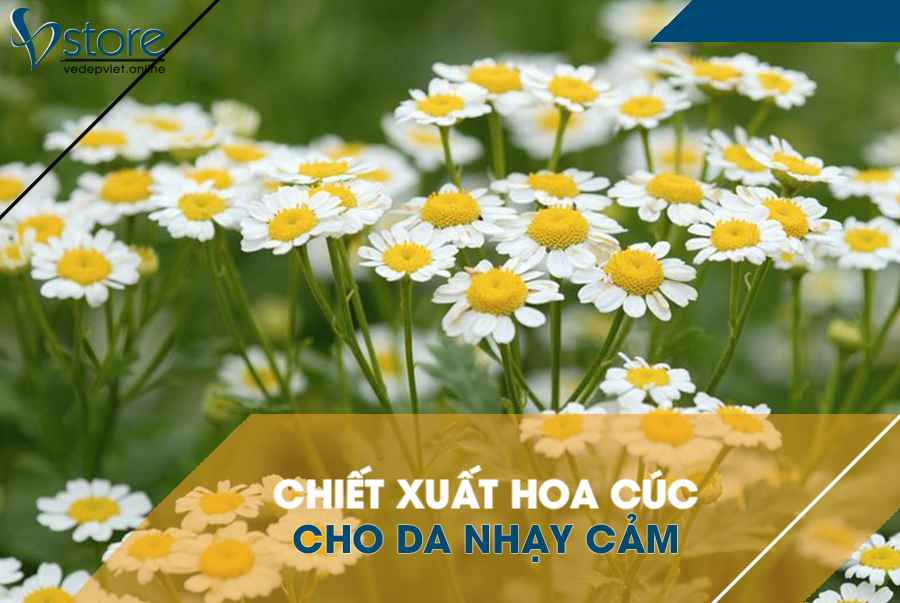 Chiết xuất hoa cúc - thành phần dịu nhẹ dành cho da nhạy cảm