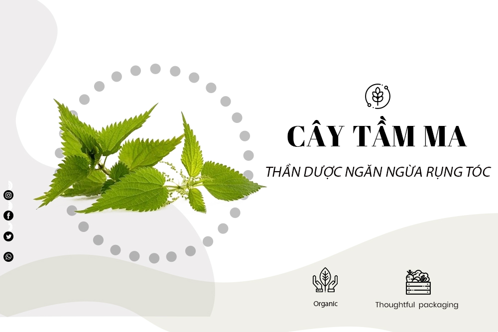 Cây tầm ma – “thần dược” ngăn ngừa rụng tóc và hỗ trợ mọc tóc