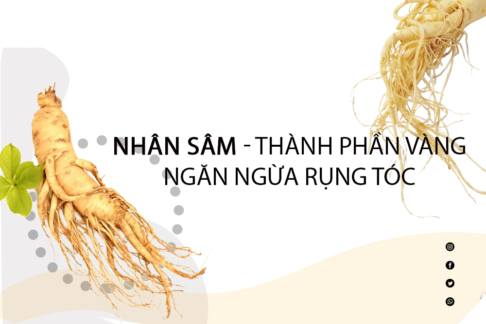 Nhân sâm - thành phần vàng trong ngăn ngừa tóc rụng, hỗ trợ mọc tóc